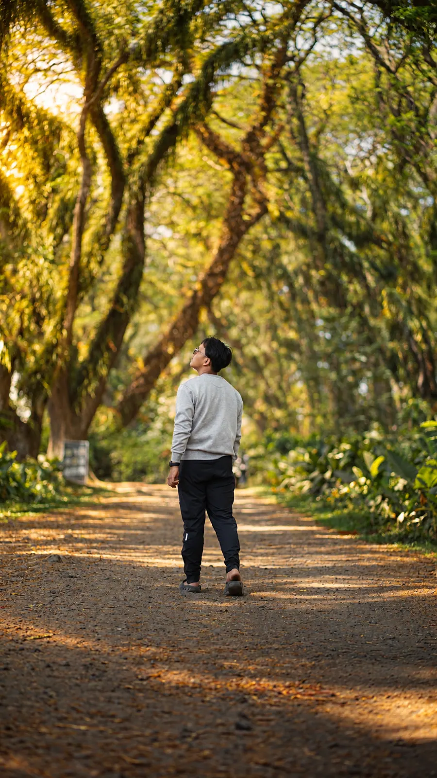 A person walking away along a warm, tree-lined path